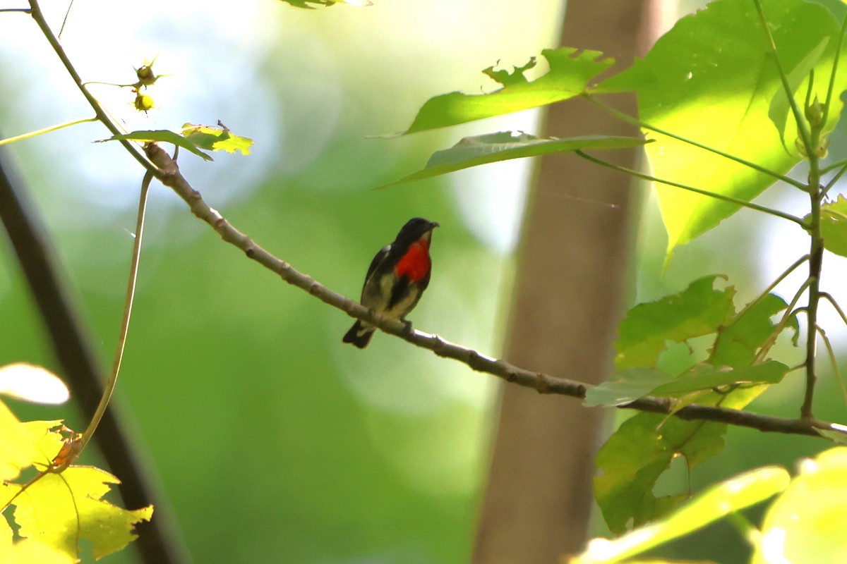 Gray-sided Flowerpecker - ML620487794