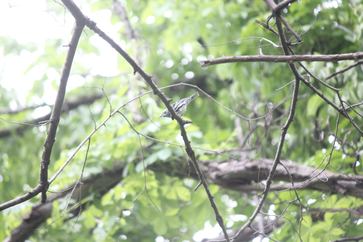 Black-and-white Warbler - ML620487797