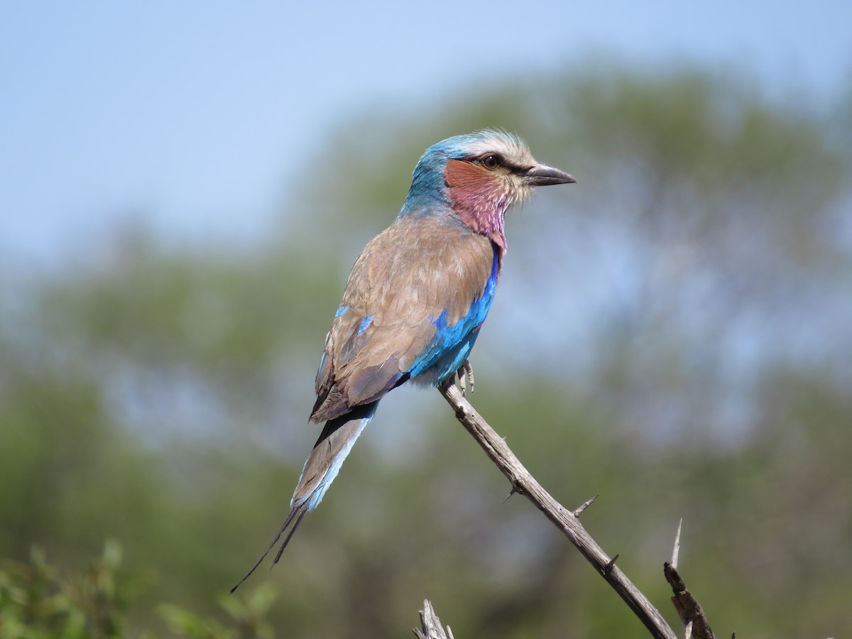 Lilac-breasted Roller - ML620487800