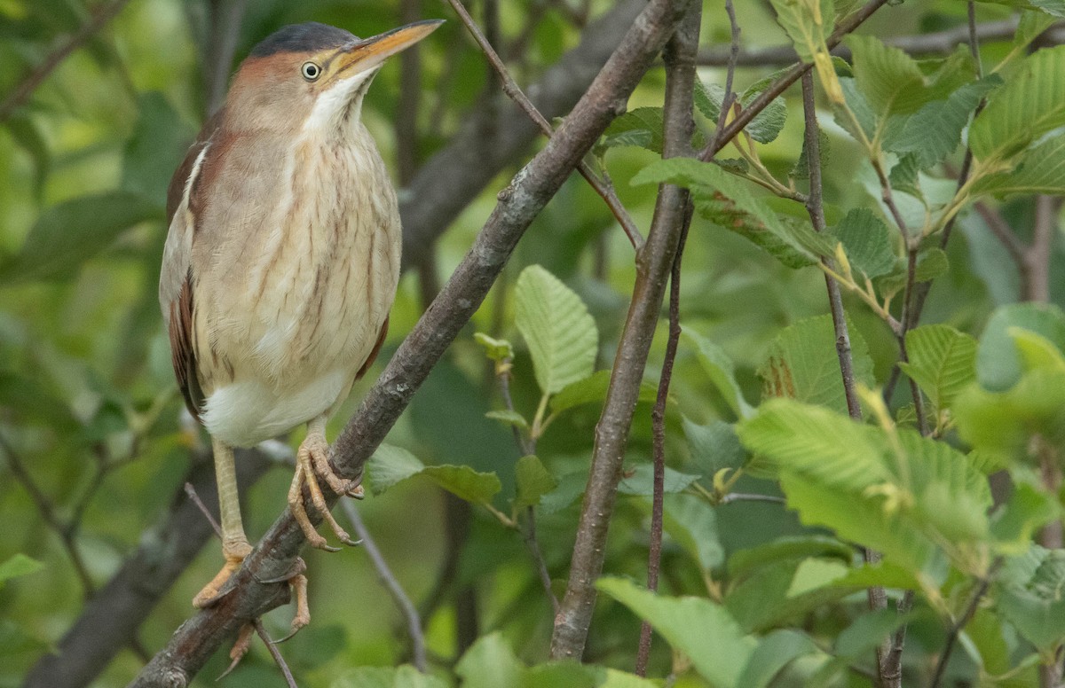 Least Bittern - ML620487802