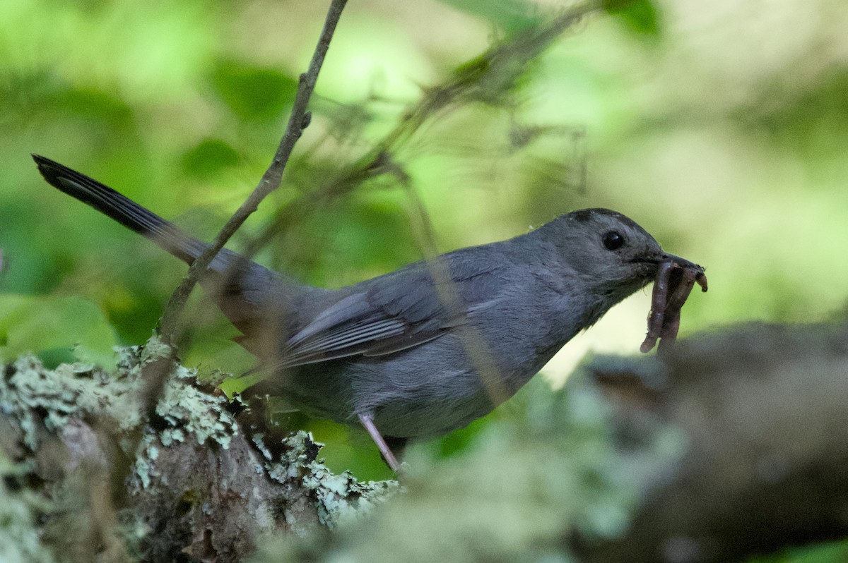 Gray Catbird - ML620487807