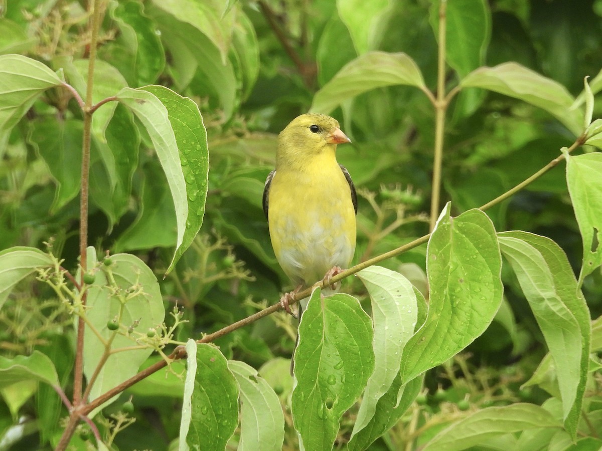 American Goldfinch - ML620487808