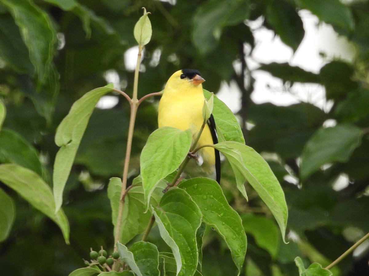 American Goldfinch - ML620487809