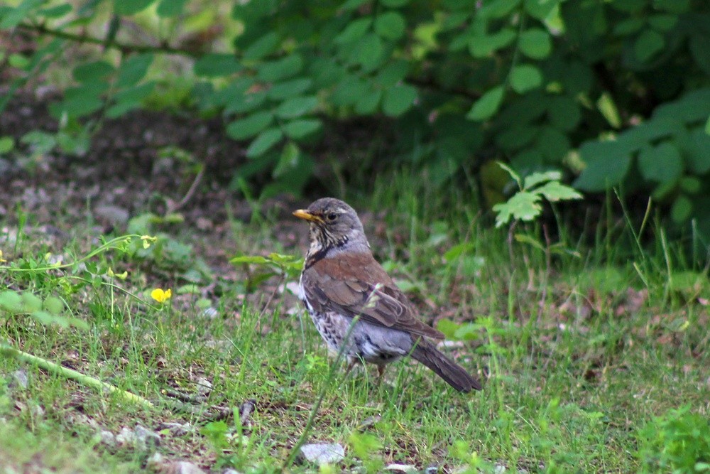 Fieldfare - ML620487814