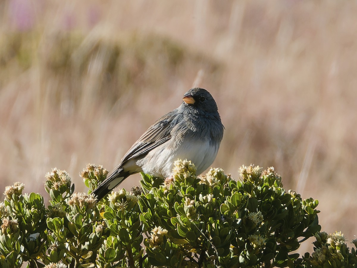 Band-tailed Sierra Finch - Rutger Koperdraad