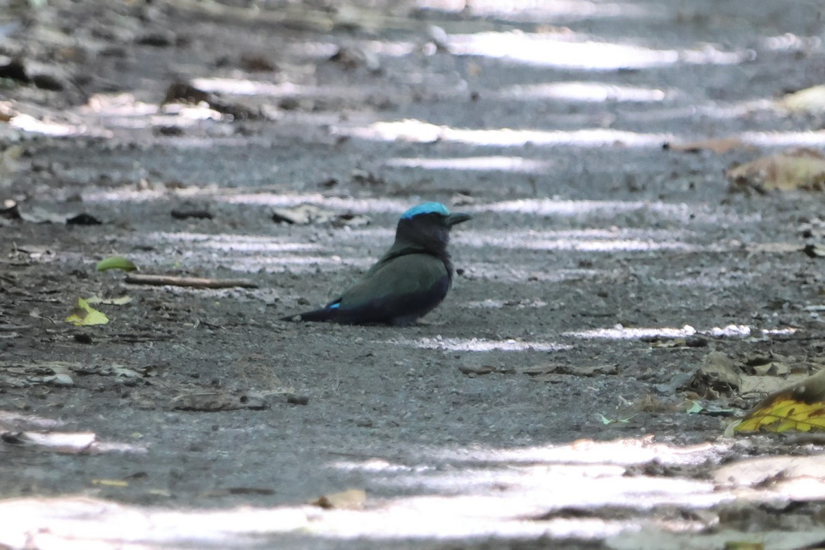 Purple-winged Roller - ML620487820