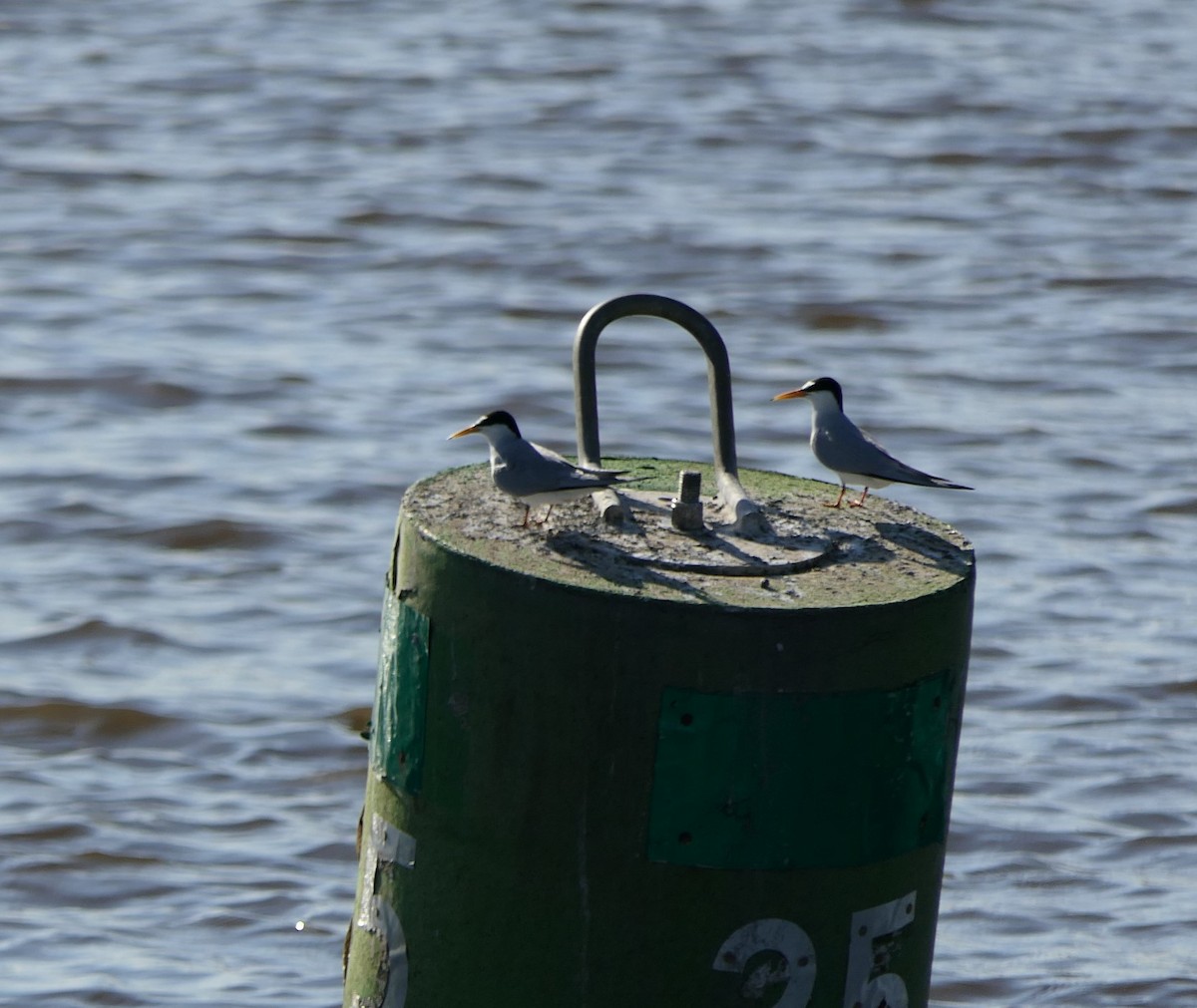 Least Tern - ML620487821