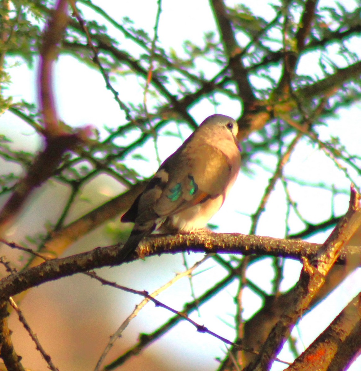 Emerald-spotted Wood-Dove - ML620487822