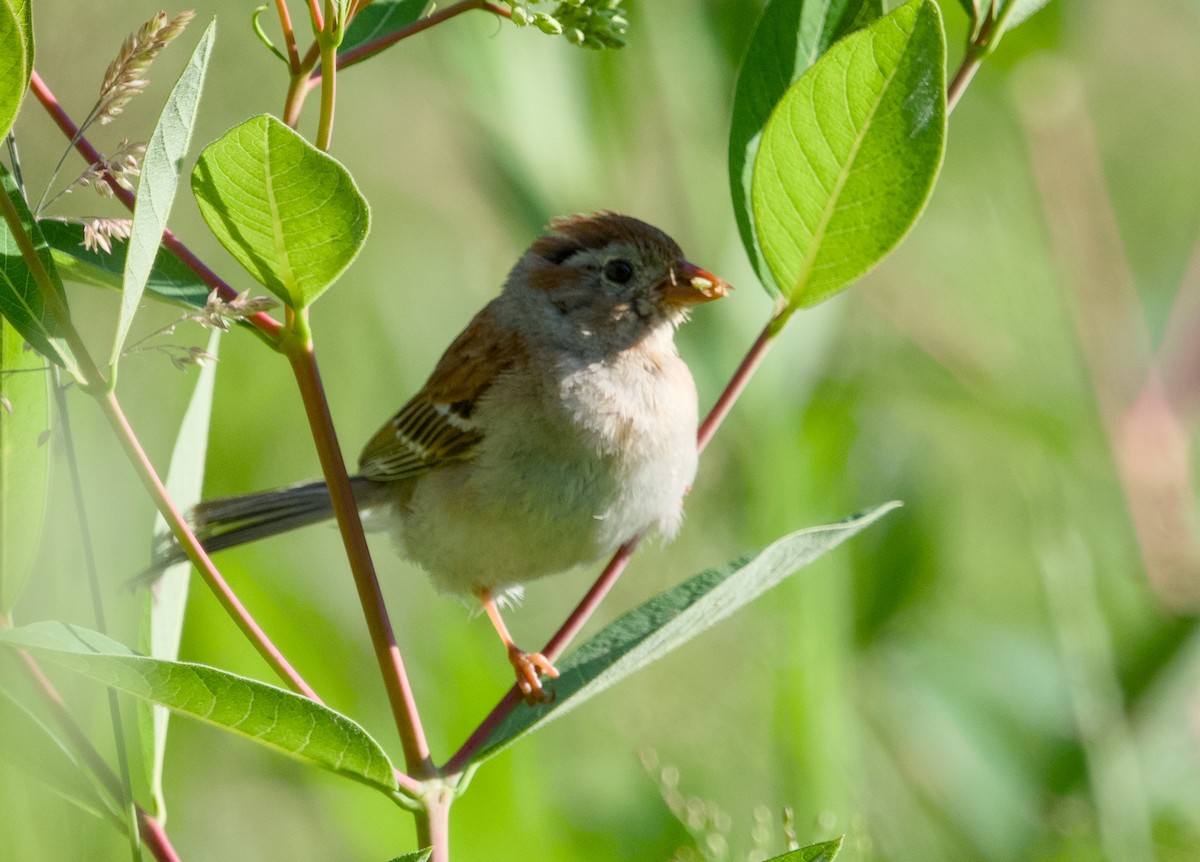 Field Sparrow - ML620487823