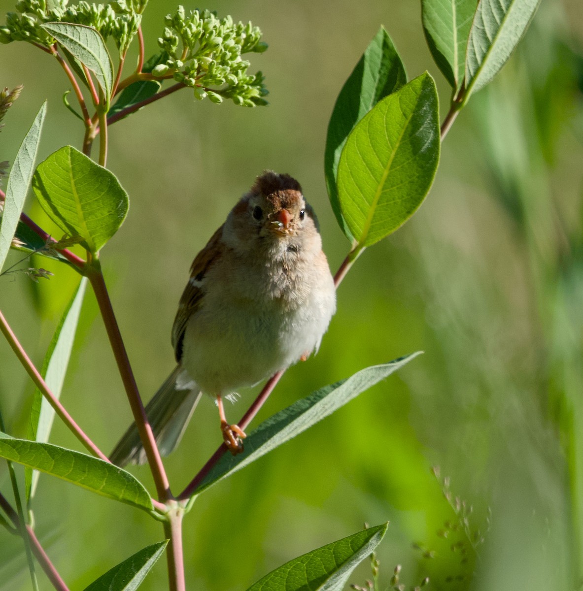 Field Sparrow - Alan Desbonnet