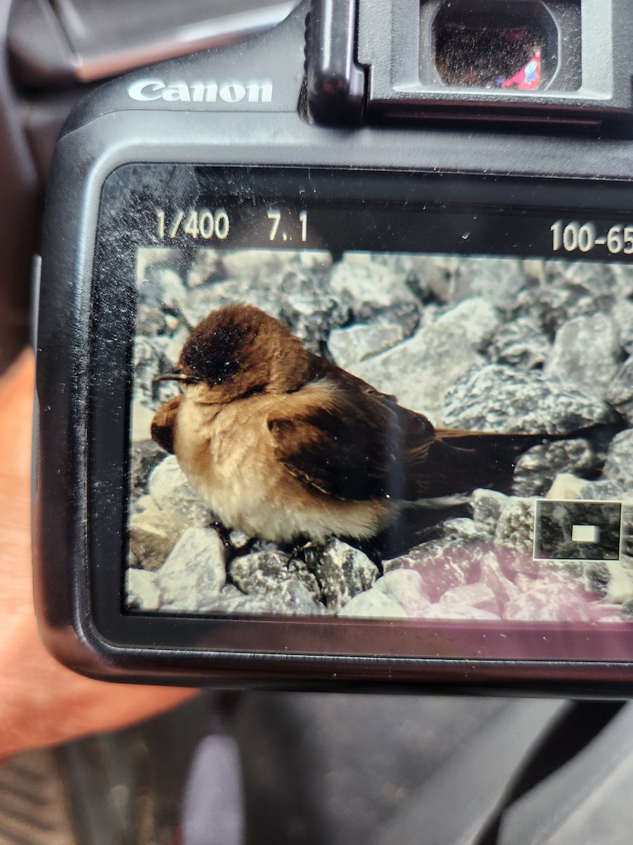 Golondrina Aserrada - ML620487826