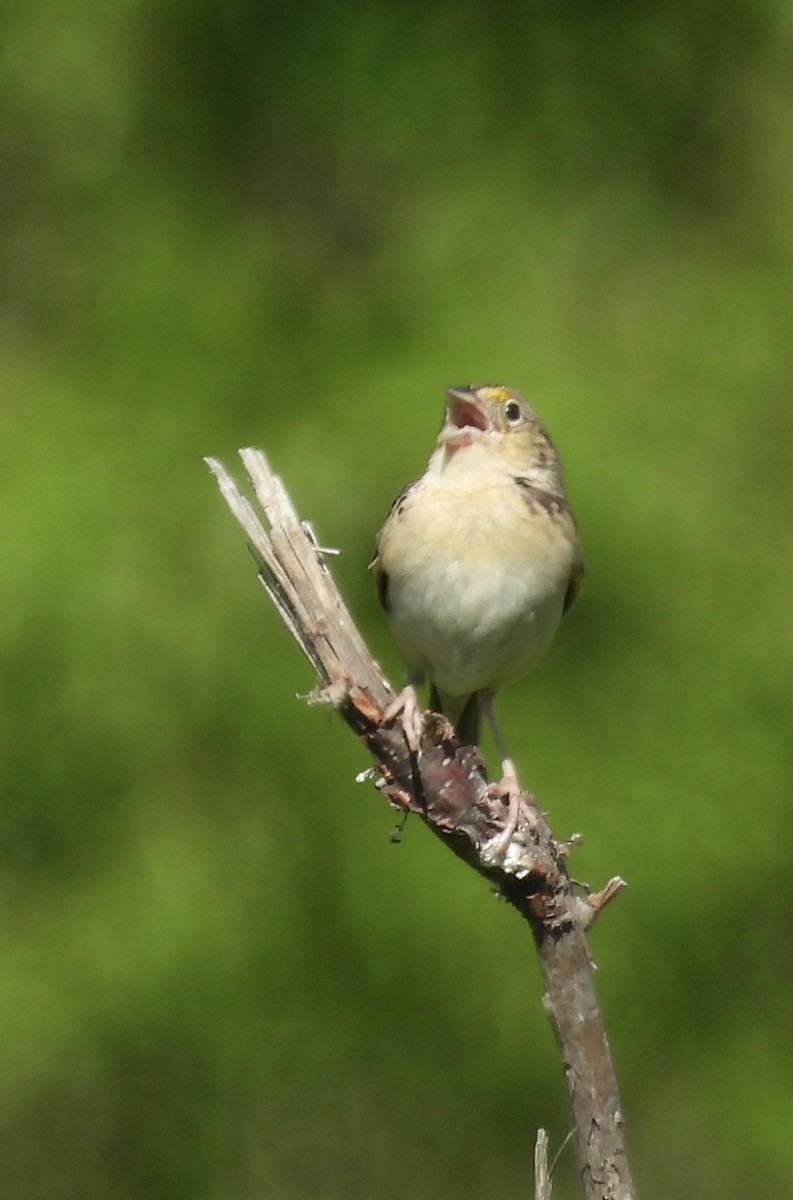 Grasshopper Sparrow - ML620487827