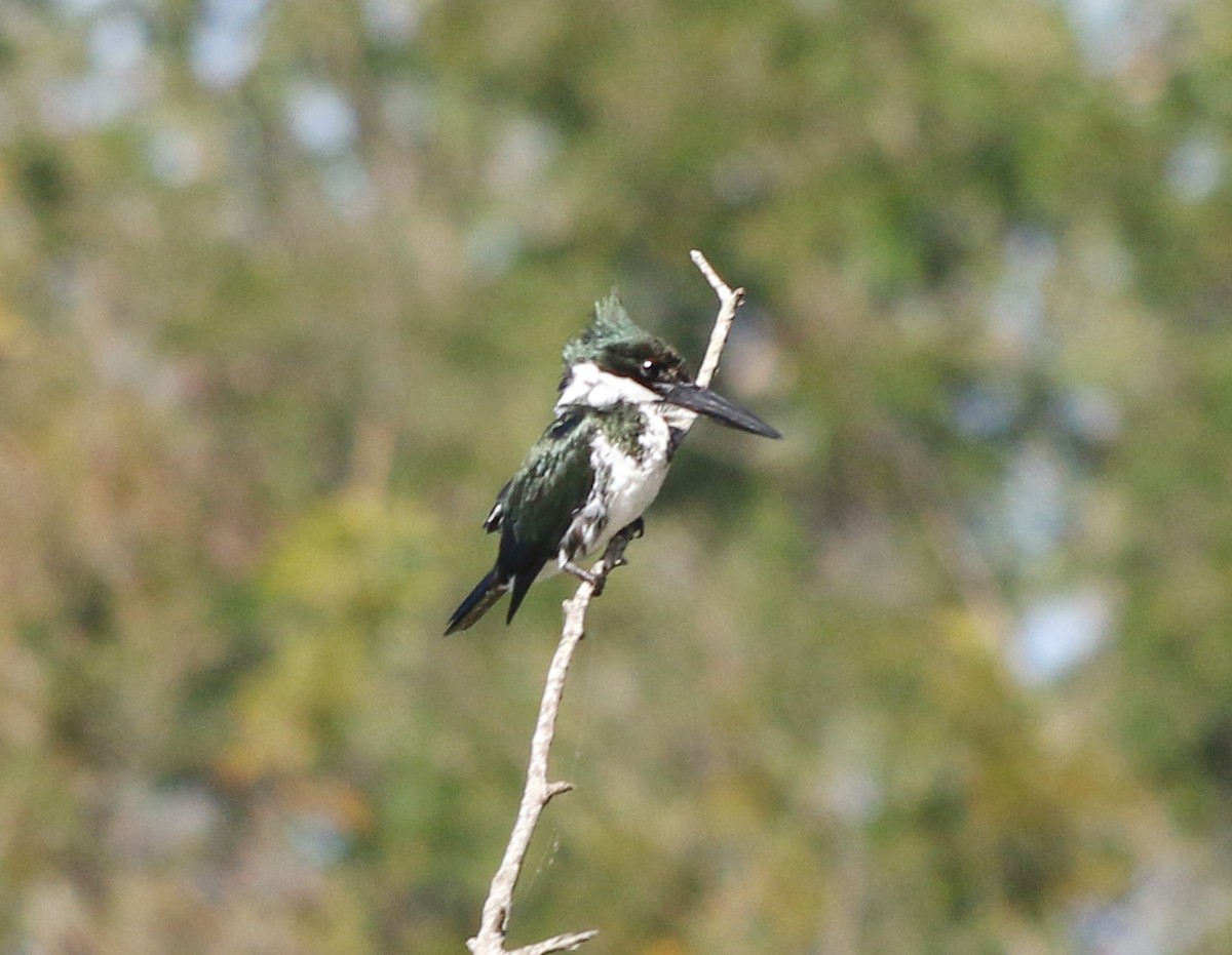 Amazon Kingfisher - Feliciano Lumini