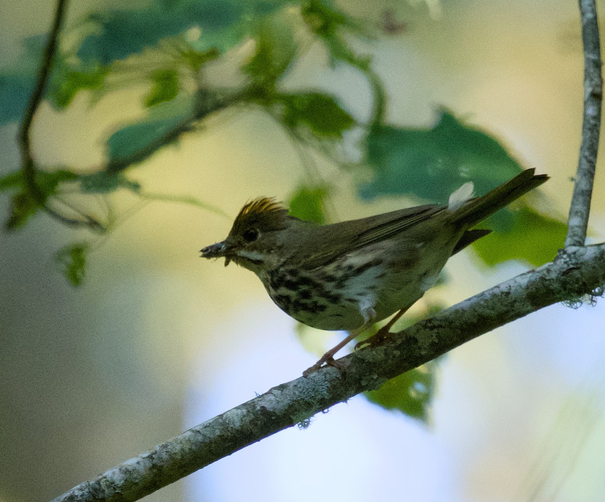 Ovenbird - ML620487832