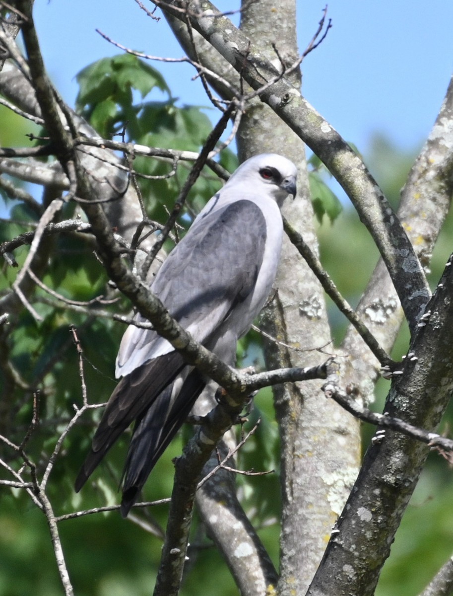 Mississippi Kite - ML620487835