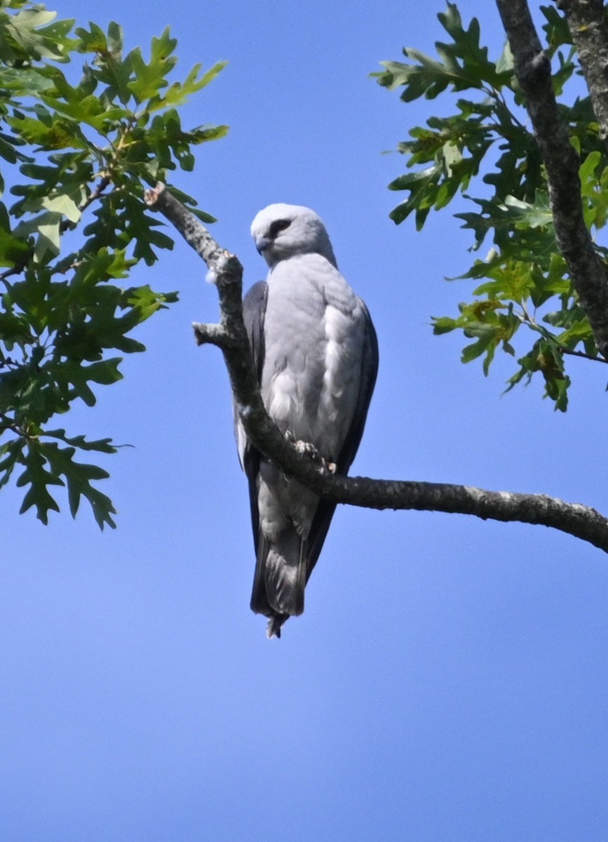 Mississippi Kite - ML620487837