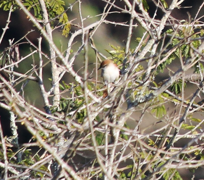 Yellow-chinned Spinetail - ML620487840