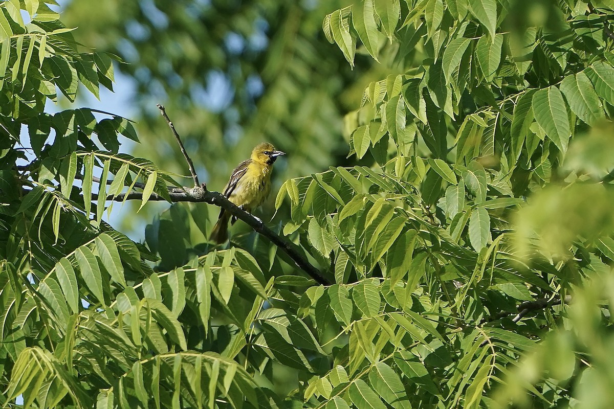 Orchard Oriole - ML620487842