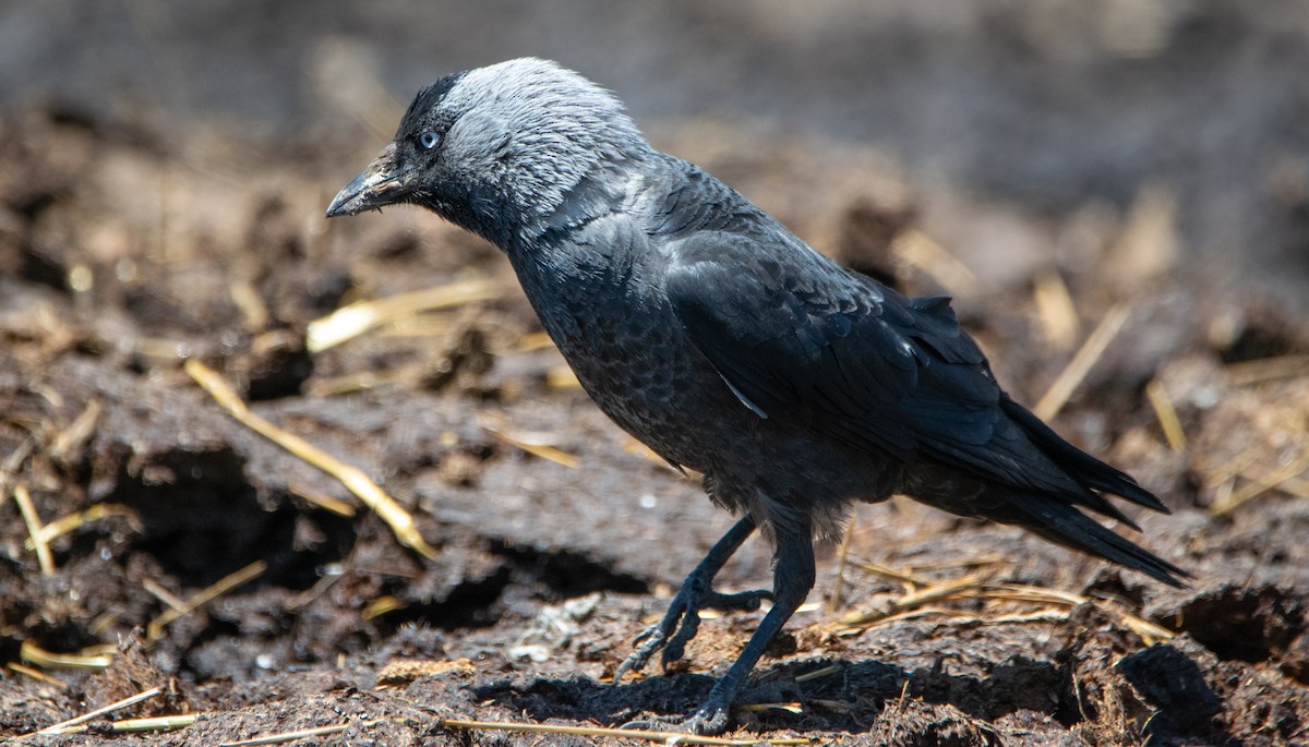 Eurasian Jackdaw - ML620487849