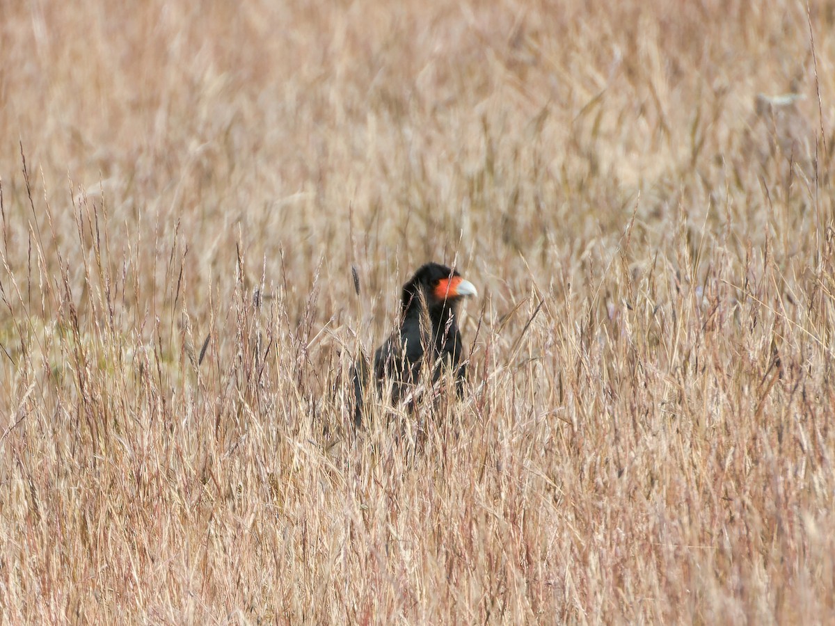 Caracara montagnard - ML620487856