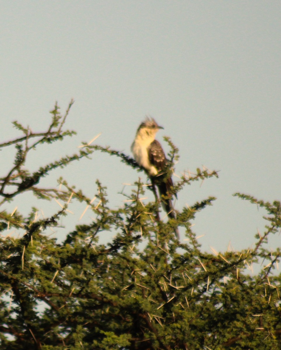 Great Spotted Cuckoo - ML620487862