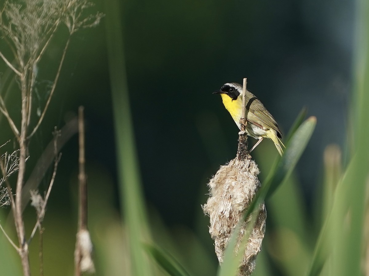 Common Yellowthroat - ML620487863