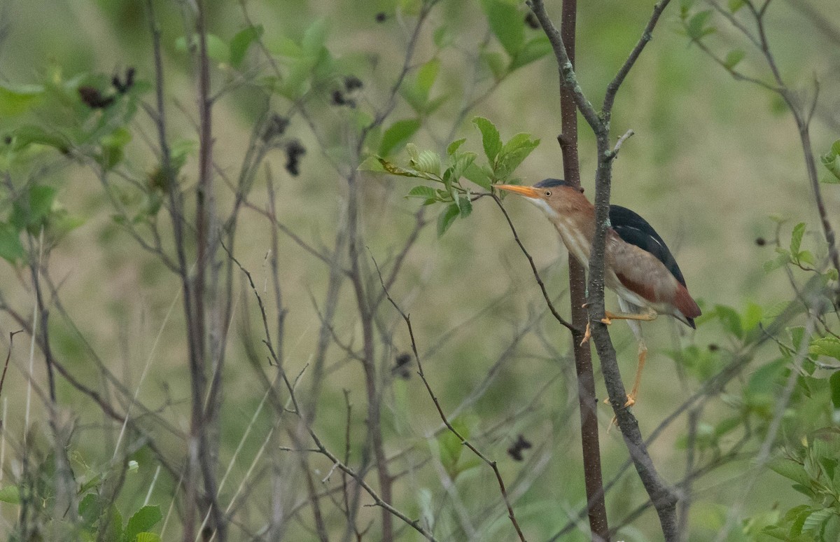 Least Bittern - ML620487865