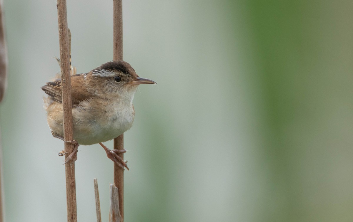 Marsh Wren - ML620487872