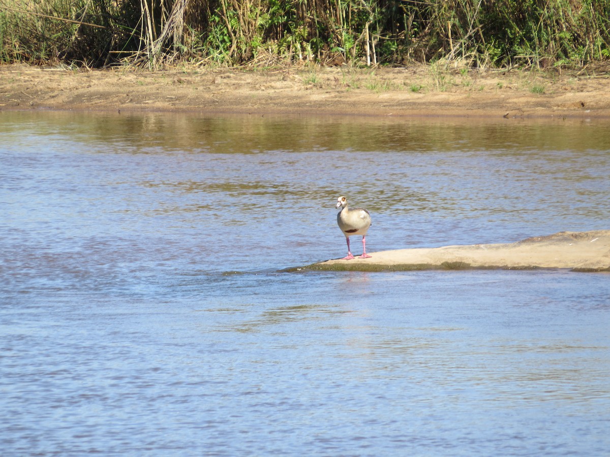 Egyptian Goose - ML620487873