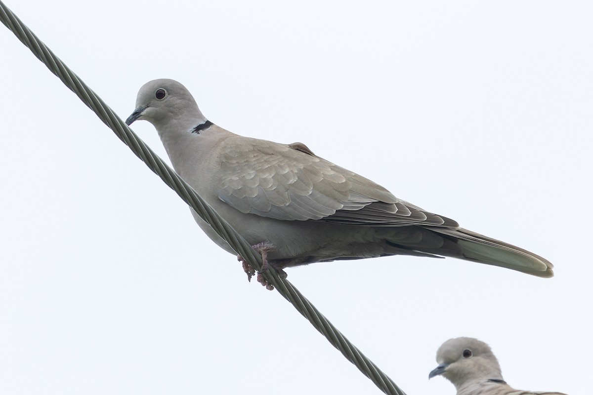 Eurasian Collared-Dove - ML620487876