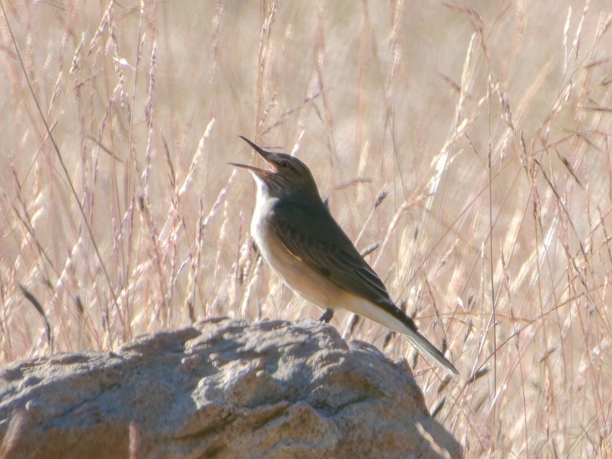 Black-billed Shrike-Tyrant - ML620487879