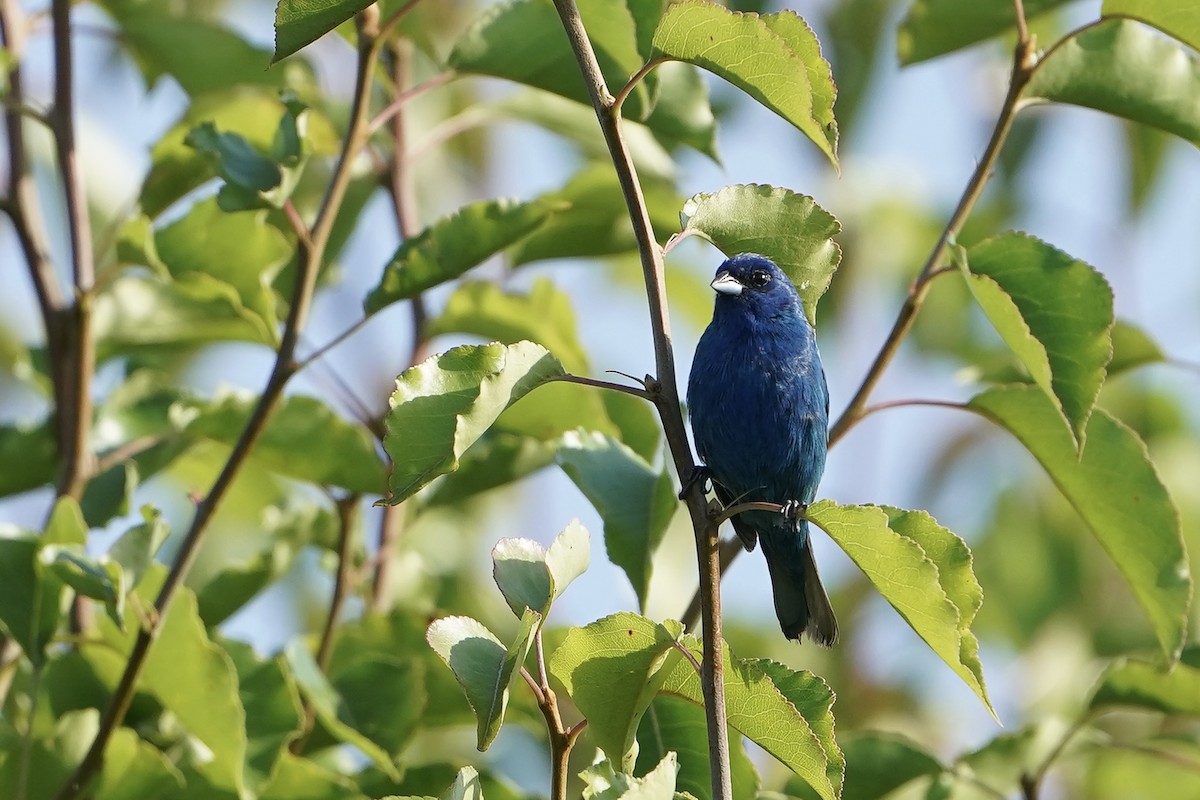 Indigo Bunting - ML620487881