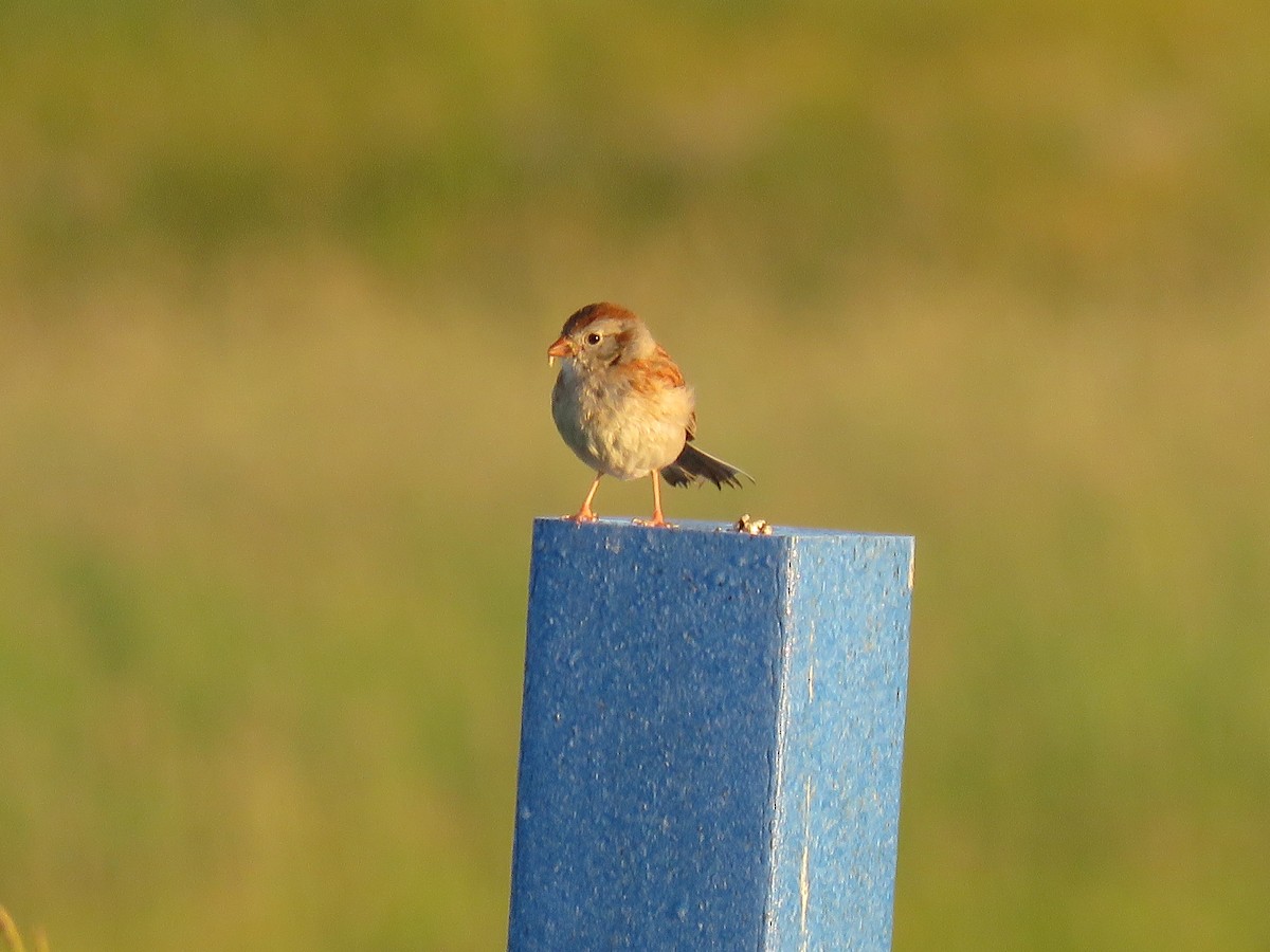 Field Sparrow - ML620487882