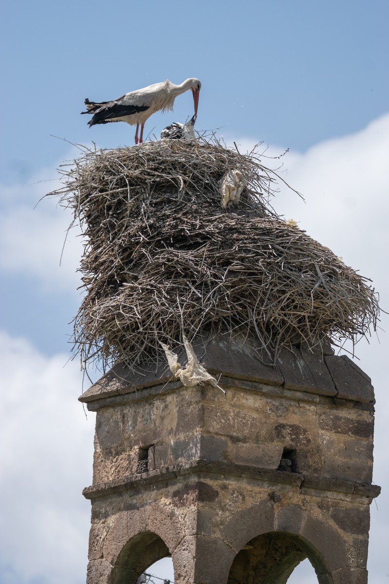 White Stork - ML620487888