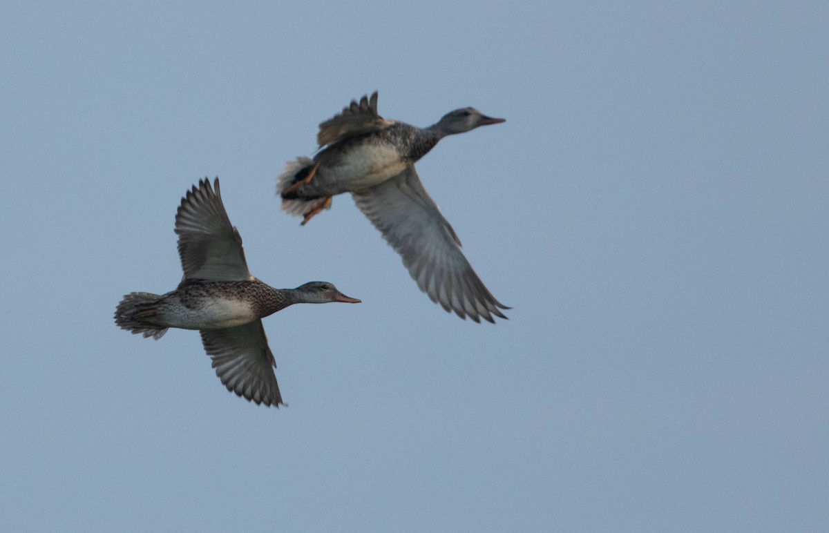 Gadwall - ML620487889