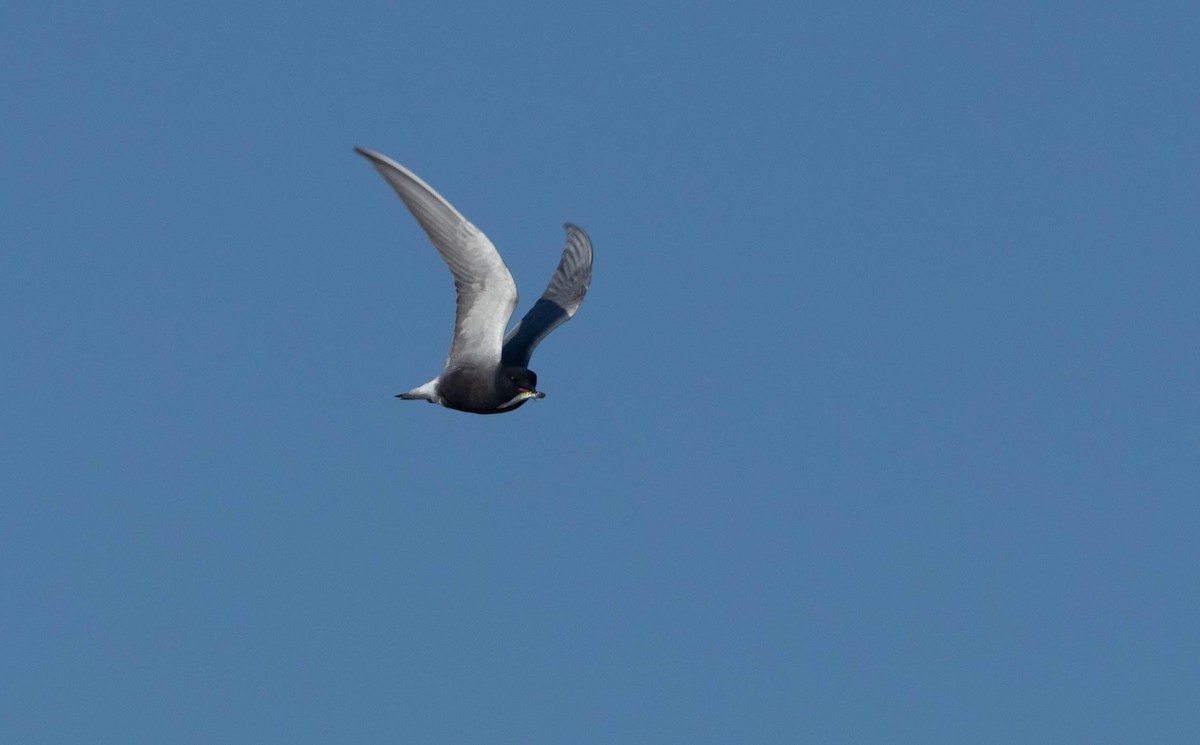 Black Tern - ML620487895