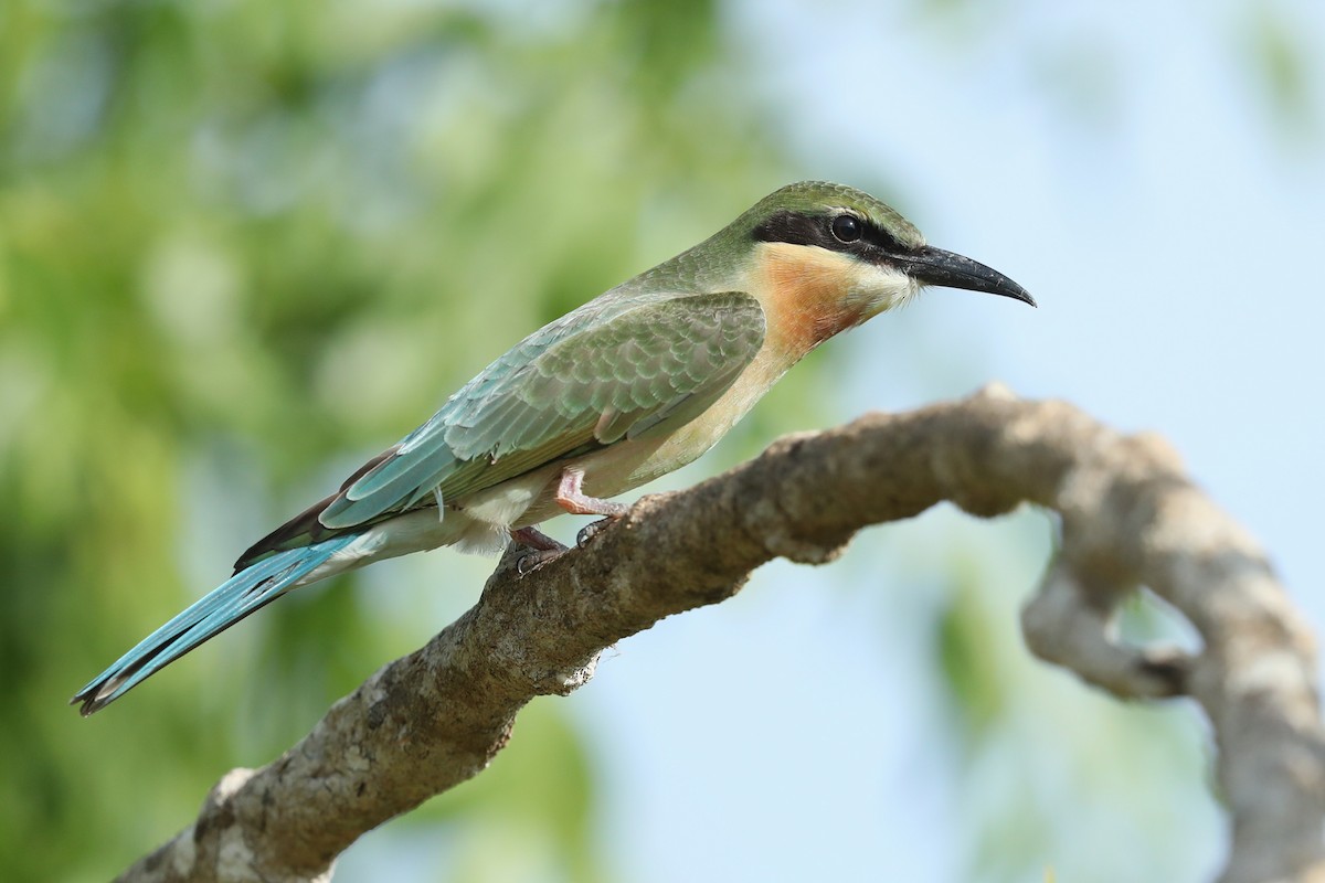 Blue-tailed Bee-eater - ML620487897