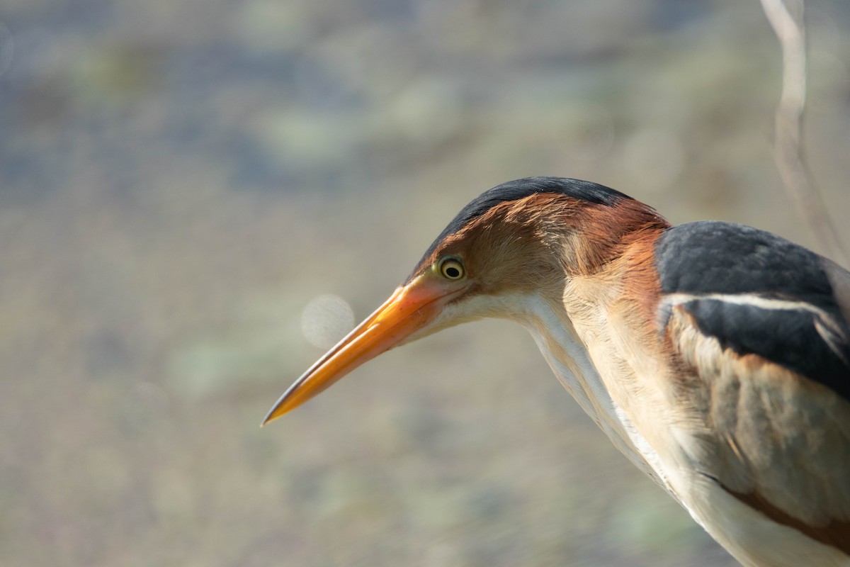 Least Bittern - ML620487901