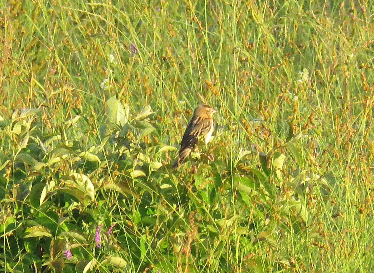 bobolink - ML620487908