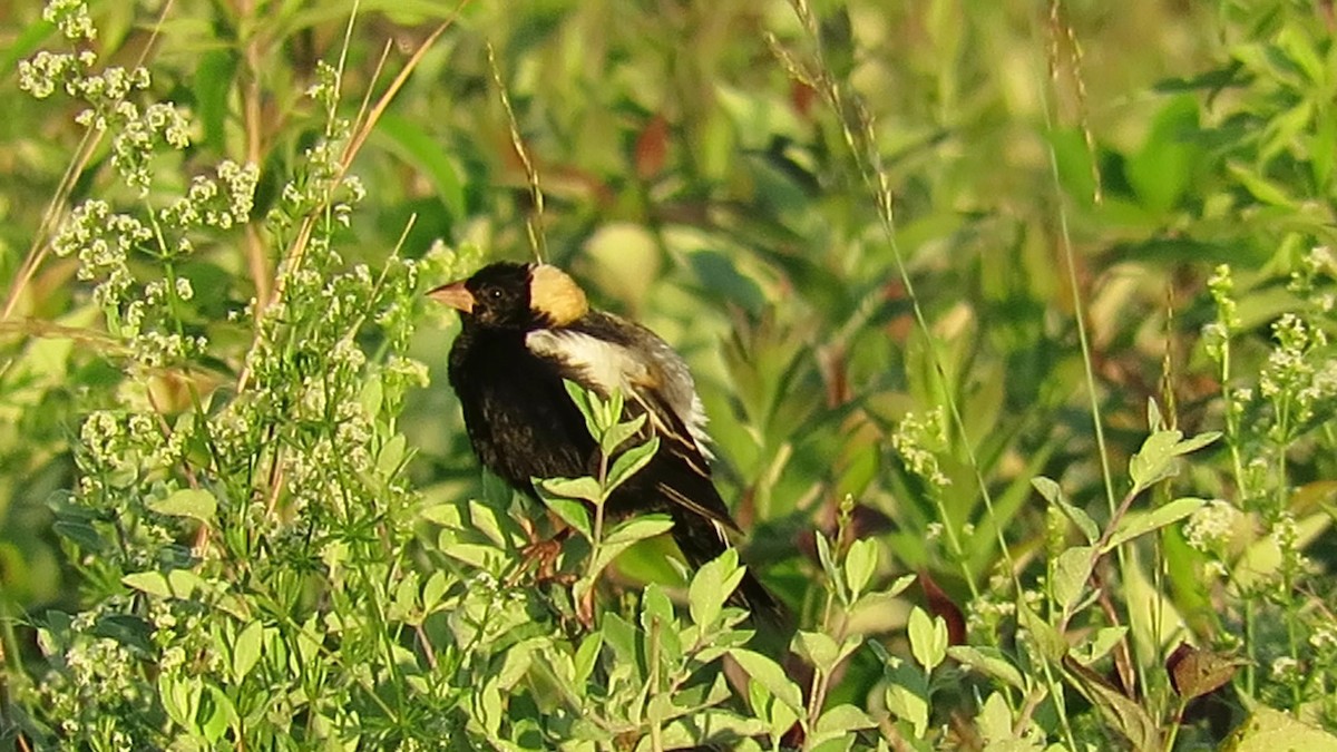 bobolink - ML620487909