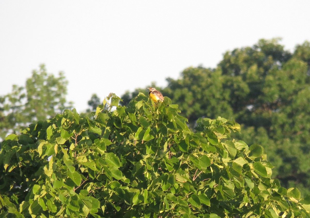 Eastern Meadowlark - ML620487912