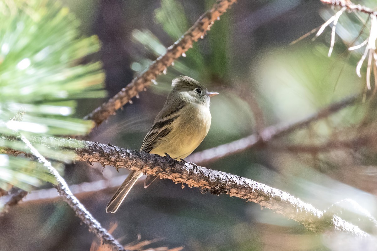 Western Flycatcher (Cordilleran) - ML620487918