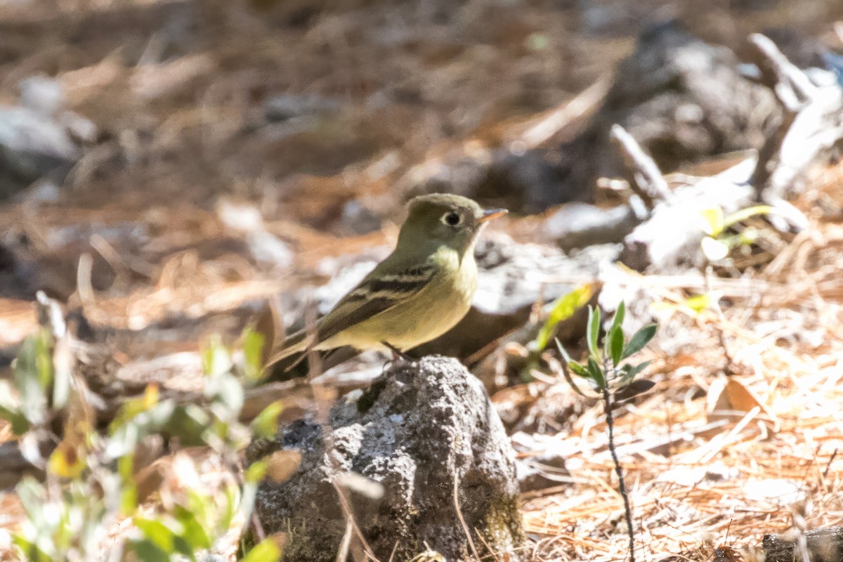 Western Flycatcher (Cordilleran) - ML620487920