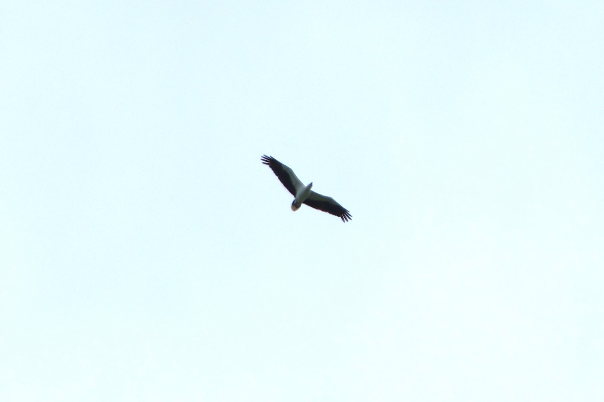 White-bellied Sea-Eagle - ML620487921