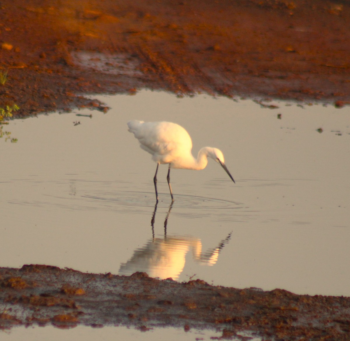 Little Egret (Western) - ML620487922