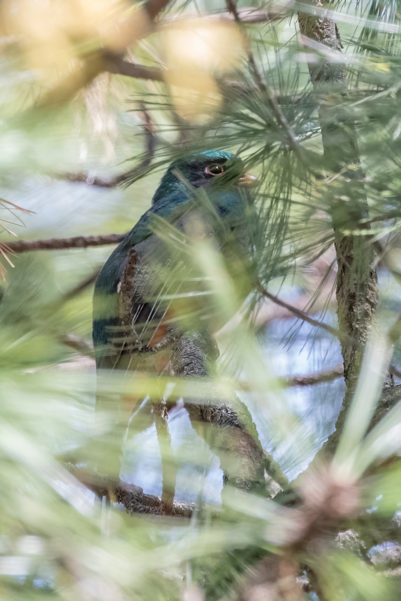 trogon mexický - ML620487926