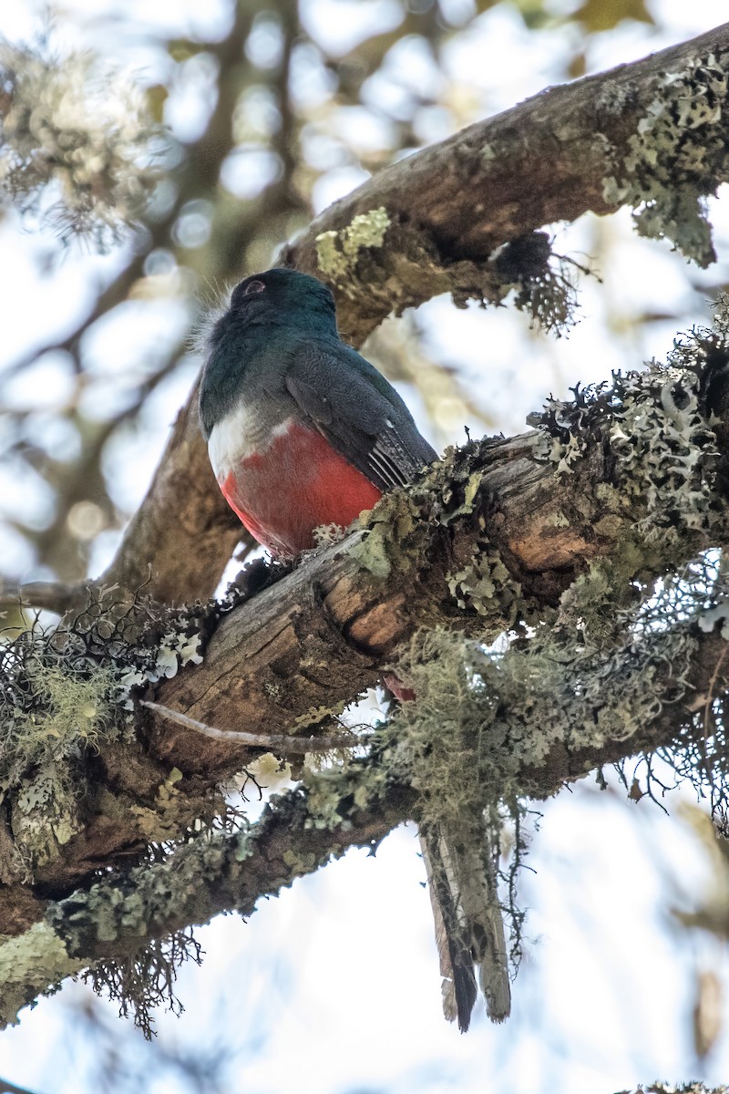 Mountain Trogon - ML620487930