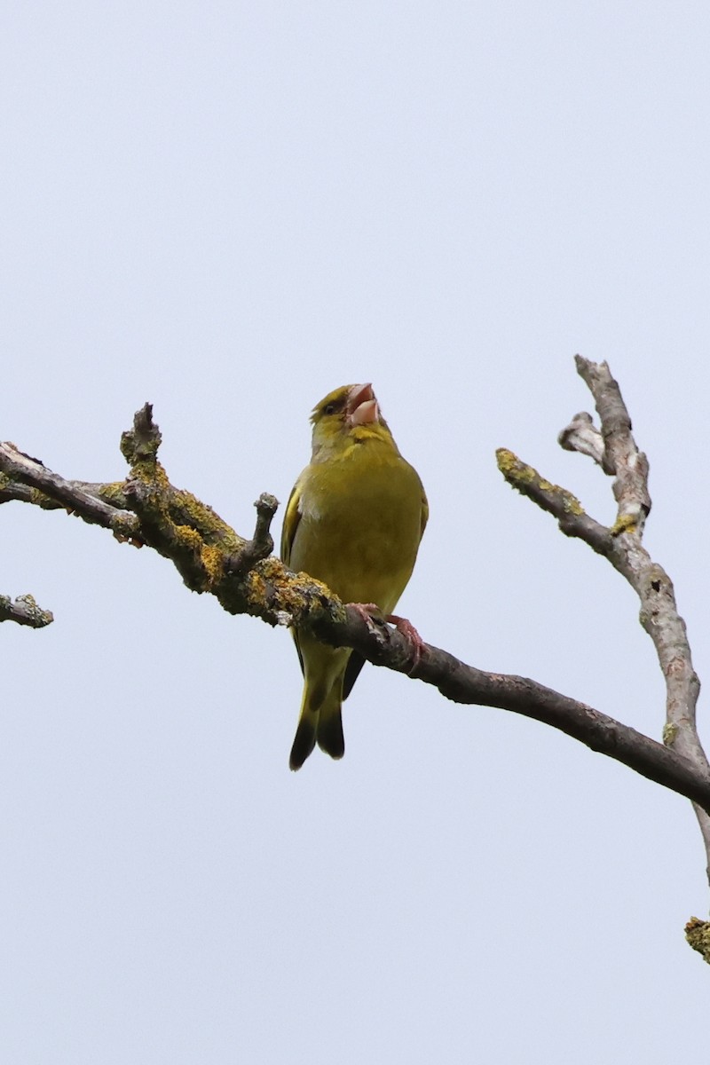 European Greenfinch - ML620487931