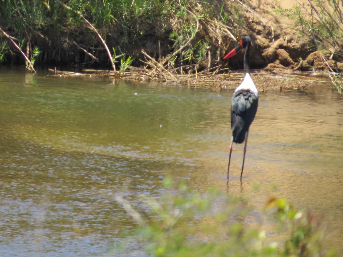 Saddle-billed Stork - ML620487932