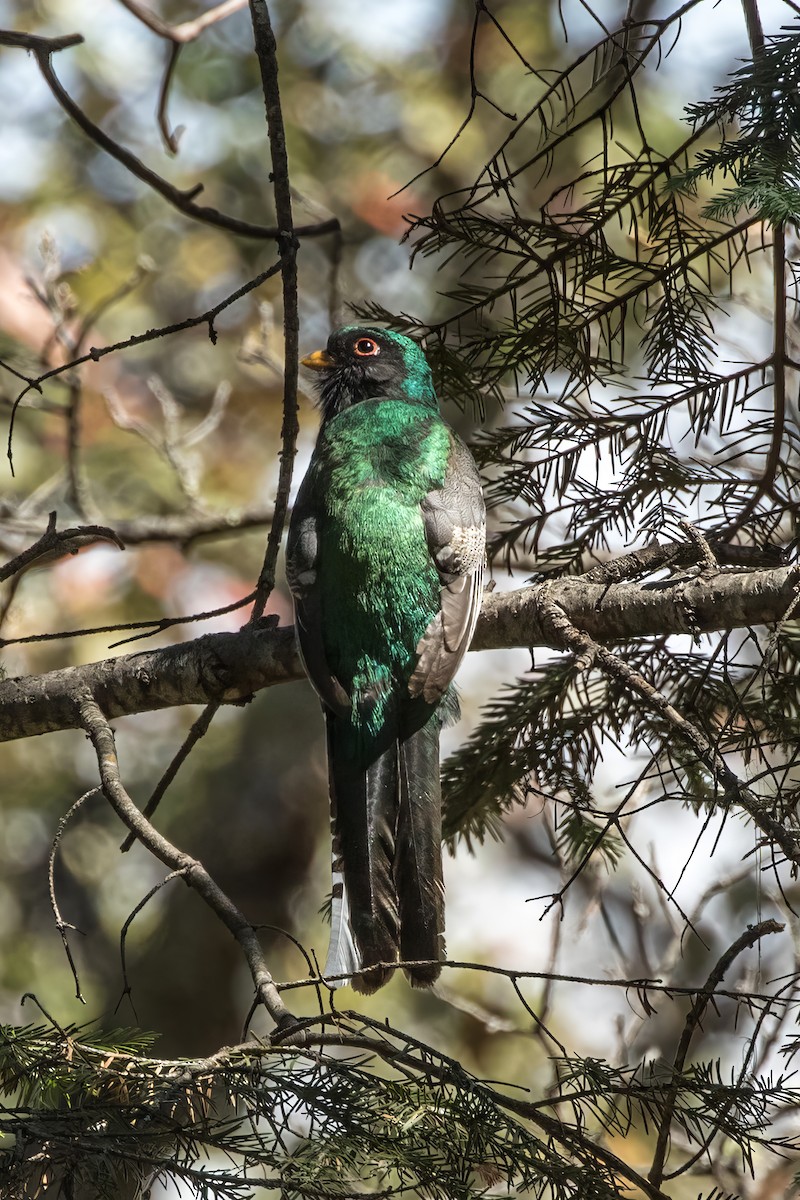 Trogon montagnard - ML620487933